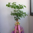 상신상사 이미지