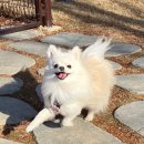 털로덮인친구들(키녹점) 이미지