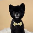 뽀송하개 애견미용 이미지