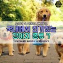 강아지삼촌 이미지