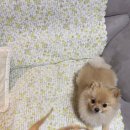 멍멍제과점 이미지