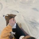도그민 네이버블로그