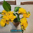 행복을주는꽃 | 프리지아 한다발이 주는 행복🌿향기 하나로 달라지는 하루, 감성 꽃테라피 후기