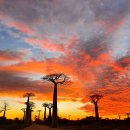 마다가스카르의 "바오밥"나무 이미지