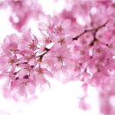 봄의 제전 이미지