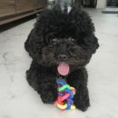 펫츠토리 이미지