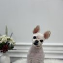 멍냥미장원 이미지