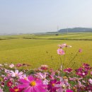 코스모스길 이미지