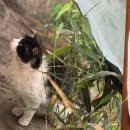 참수제비 | 곡성 다슬기수제비, 다슬기해장국, 백숙 맛집 : 청계참다슬기