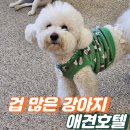 나를 찾는 오행심리 여행(자격증) | 겁 많은 강아지를 위한 송파 강아지 호텔:'심리적 울타리'가 되어주는 곳