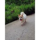 파트라슈 이미지