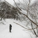 숲의동화 이미지