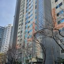 쌍용아파트 건너편 이미지