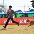 Show Dog 이미지