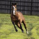 코리안목장 이미지