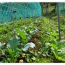 황금물결 농장 이미지