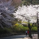 팔달공원 봄꽃축제 트래킹 이미지
