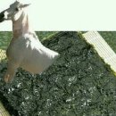 백마 이미지