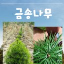 금송 이미지