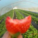 한솔이네농장 이미지