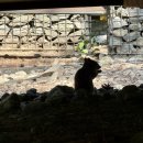 솔향태권도 이미지