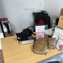 팔이팔이카센타 이미지