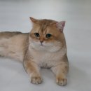 라온캐터리 이미지