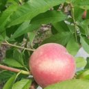 심복농장 이미지