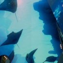 인스파이어 아레나 이미지