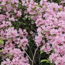 대승이네 이미지