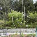 엄나무민박 이미지