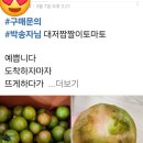 대저토마토(짭) 이미지