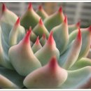 이쁜손톱 이미지