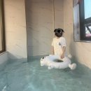 순천만풀리조트 | 순천만 근처 수영장펜션 [순천만풀리조트] 가족여행 후기 (+상사포레브 카페)