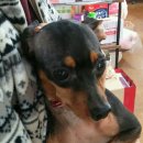 당진시 동물보호소 동물병원 이미지