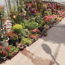 이동꽃마을 이미지