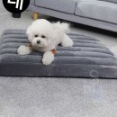 쿠쿠스 이미지