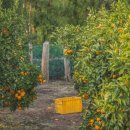 삼우농원 이미지