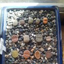 다솜이네 이미지