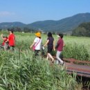 순천만 갈대밭 이미지