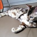 나비캐터리 이미지