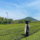 근자농장 | 제주 서귀포 놀거리 오설록 티뮤지엄 포토존, 메뉴추천, 기념품샵