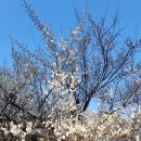 머신퀼트 | 서울 매화 명소 청계천 매화거리 개화상황, 용답 매화마을 방문후기, 서울 봄꽃구경 가볼만한곳