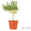 올리브나무