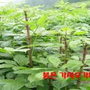 덕산 농장 이미지