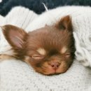 강아지삼촌 이미지