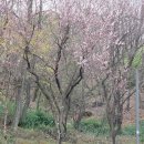 가정공원 | 서울 벚꽃 명소 추천 서서울 호수공원 실시간 개화 후기와 무료 주차 꿀팁