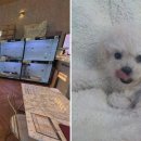 도그마루 강아지고양이 대전점 이미지