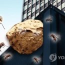 벌떼 아시아경제