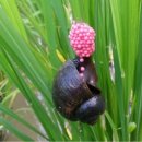 빗돌배기마을 이미지